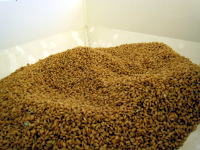 関谷醸造の稲作　籾蒔き　080327 016.jpg